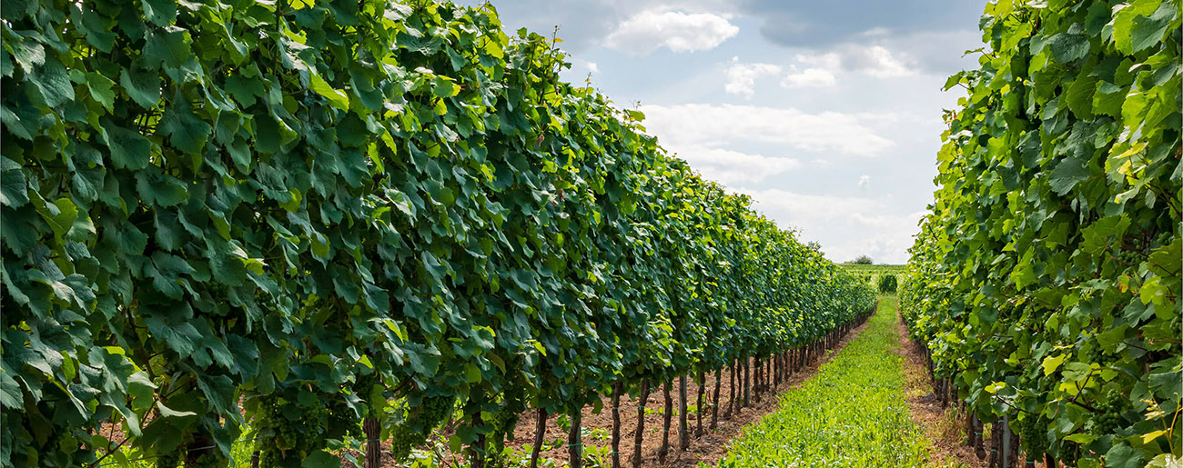 header_weingut_01